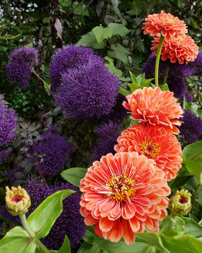 Benary's Giant Salmon Rose Zinnia Seeds online shopping