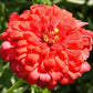 Cherry Queen Zinnia Seeds online shopping