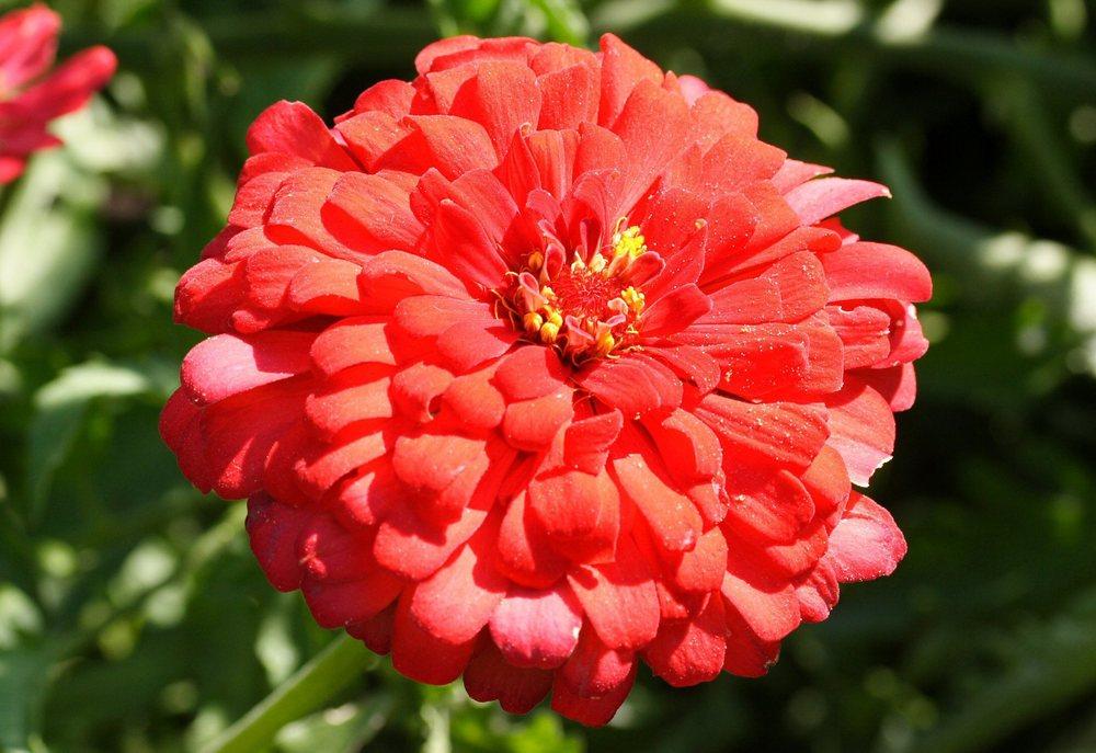 Cherry Queen Zinnia Seeds online shopping