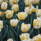 Jaap Groot Tulip Bulbs