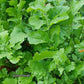 Astro Arugula Seeds online shopping