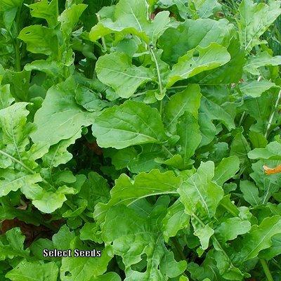 Astro Arugula Seeds online shopping