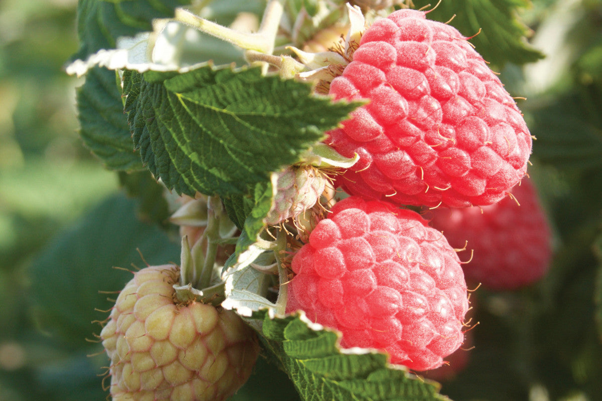 Old Season Raspberry AAC-Eden Mid Season Raspberry Plant – EVERGREEN