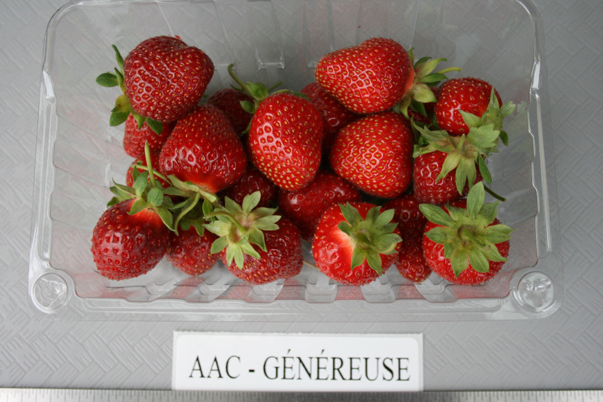 AAC-Généreuse Mid Season Strawberry