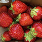 AAC-Kate Late Season Strawberry