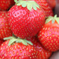 AAC-Kate Late Season Strawberry