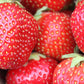 AAC-Kate Late Season Strawberry