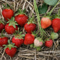 AAC-Lila Early Season Strawberry