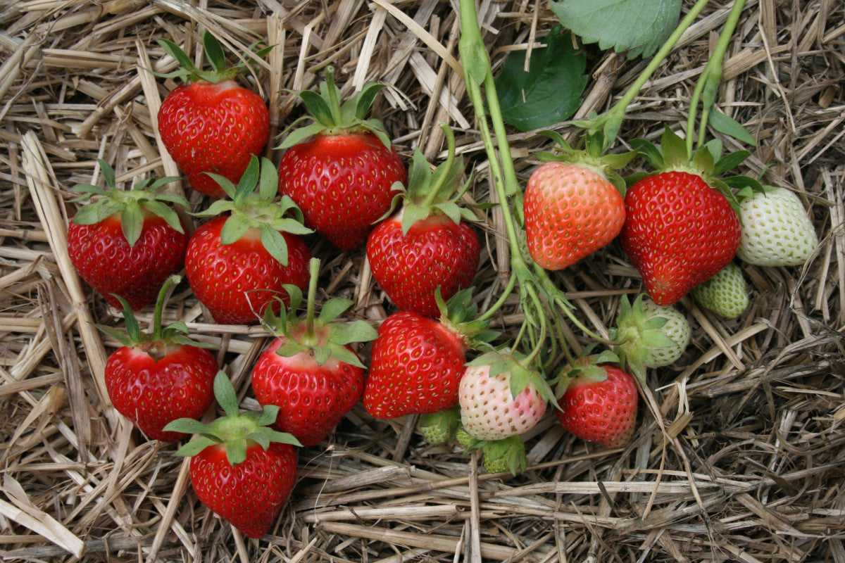 AAC-Lila Early Season Strawberry