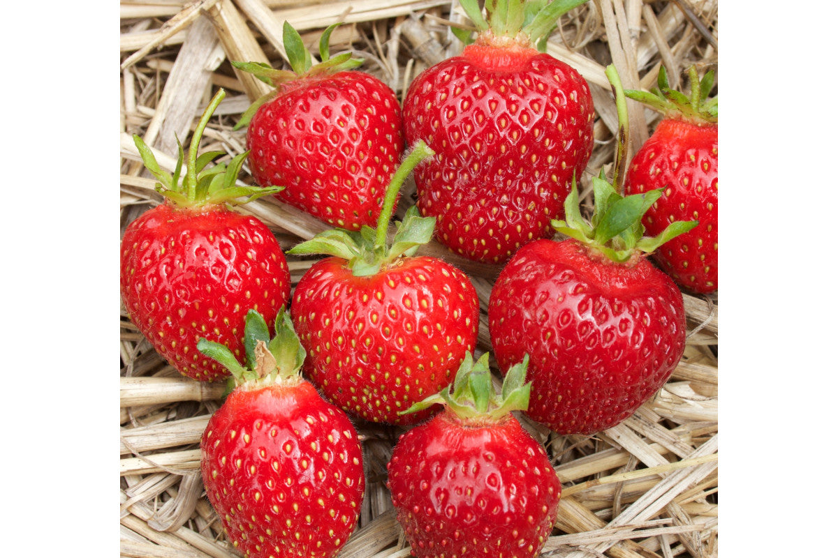 AC-Wendy Early Season Strawberry