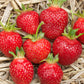 Galletta Early Season Strawberry