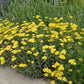 Yarrow Achillea Seeds online shopping