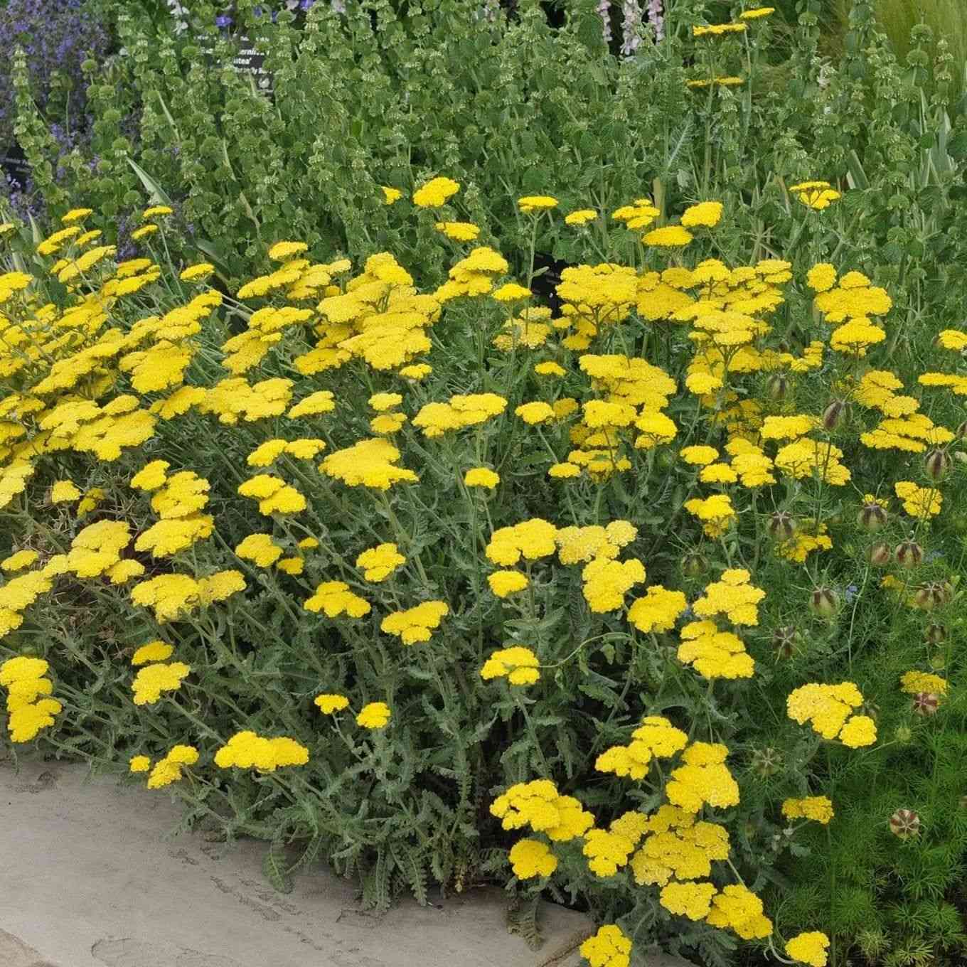 Yarrow Achillea Seeds online shopping