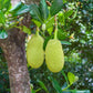 Jackfruit Tree - Jacquier