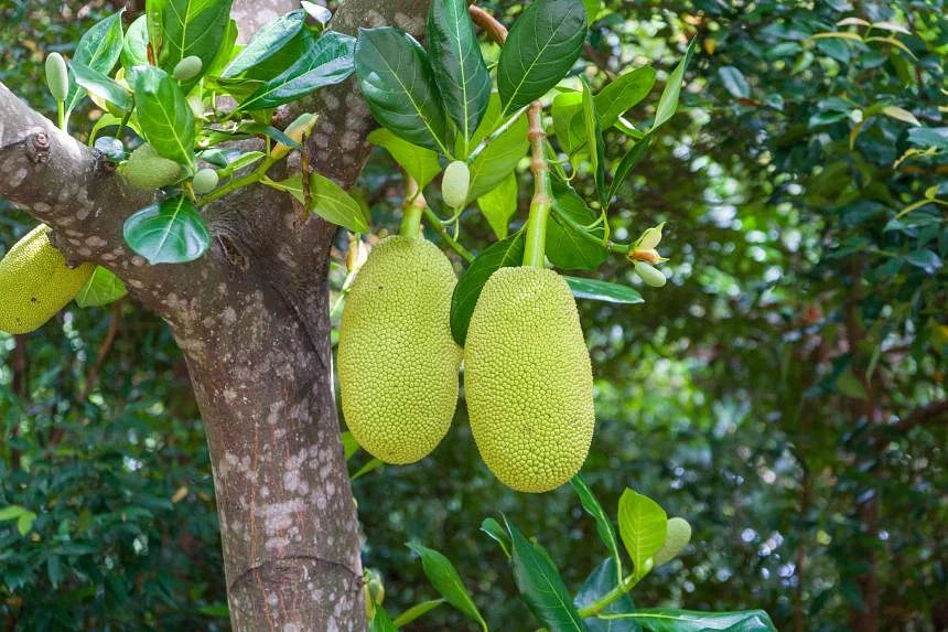 Jackfruit Tree - Jacquier