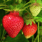 AC St-Pierre Mid Season Strawberry