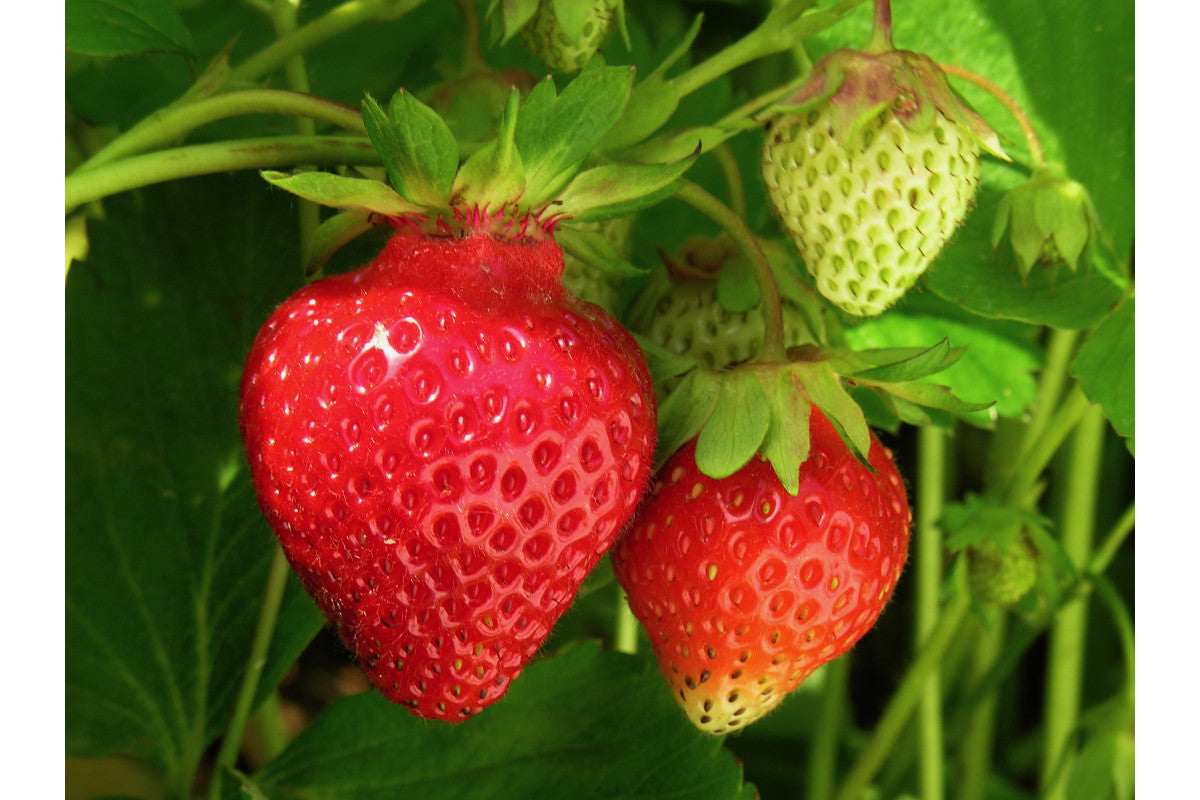 AC St-Pierre Mid Season Strawberry