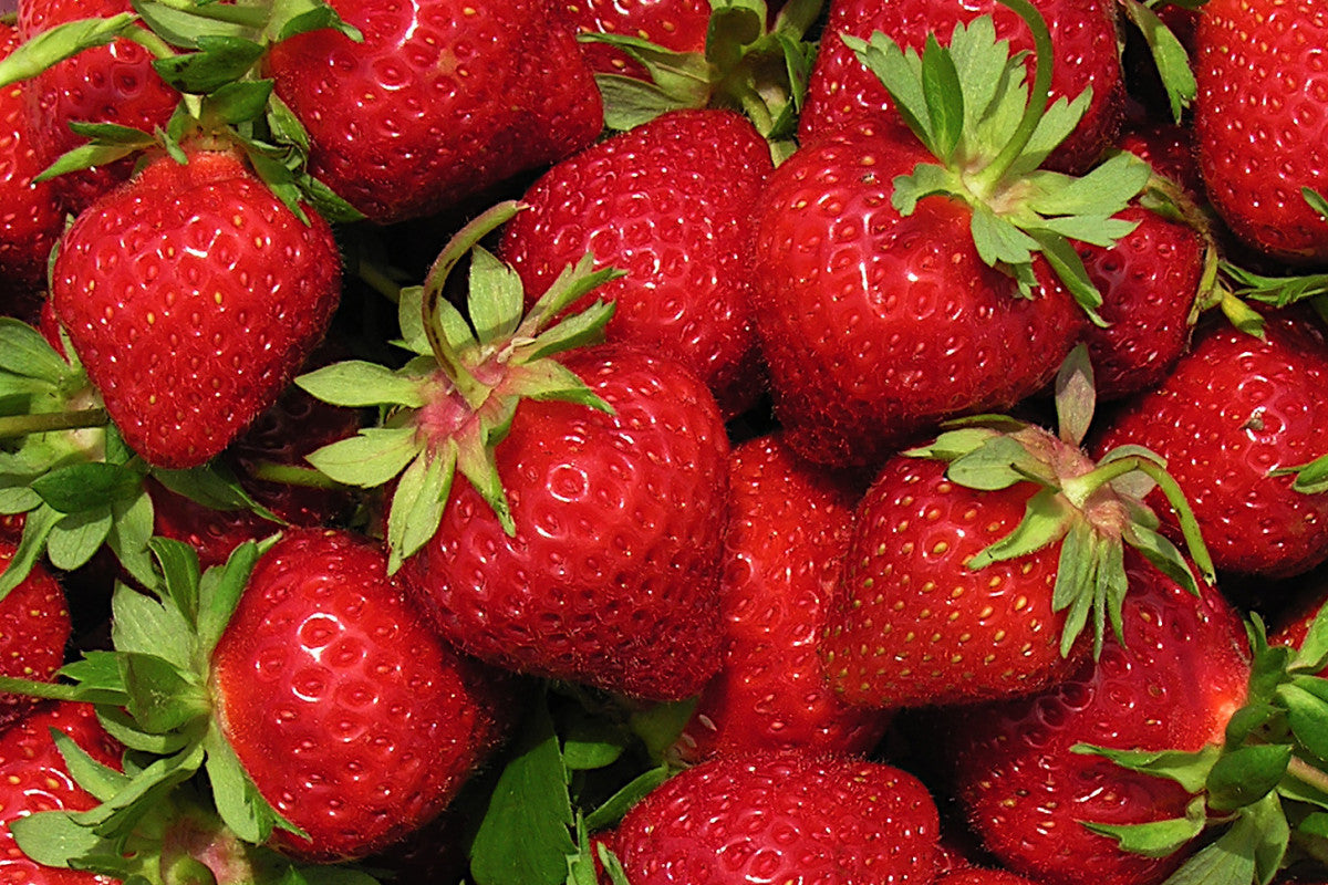 AC St-Pierre Mid Season Strawberry