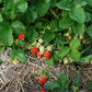 AC St-Laurent d'Orléans Late Season Strawberry