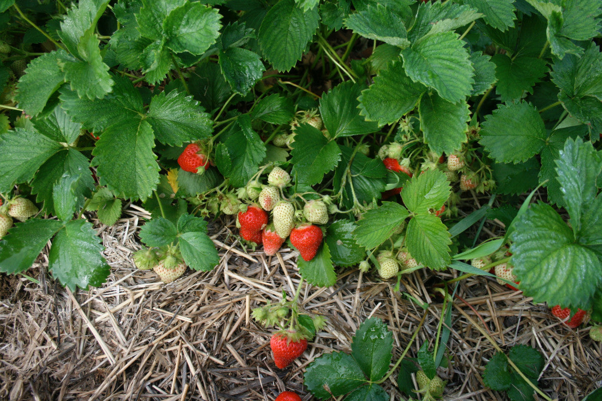 AC St-Laurent Late Season Strawberry