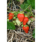 AC St-Laurent d'Orléans Late Season Strawberry