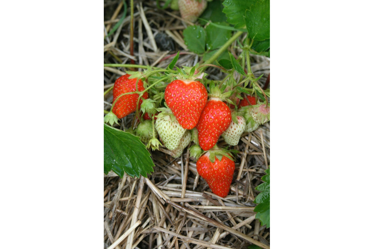 AC St-Laurent Late Season Strawberry