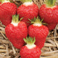 AC St-Laurent d'Orléans Late Season Strawberry
