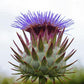 Cardoon Artichoke Seeds online shopping
