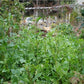 Astro Arugula Seeds online shopping