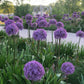 Globemaster Allium Bulbs