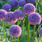 Globemaster Allium Bulbs