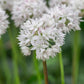 Graceful Beauty Allium Bulbs