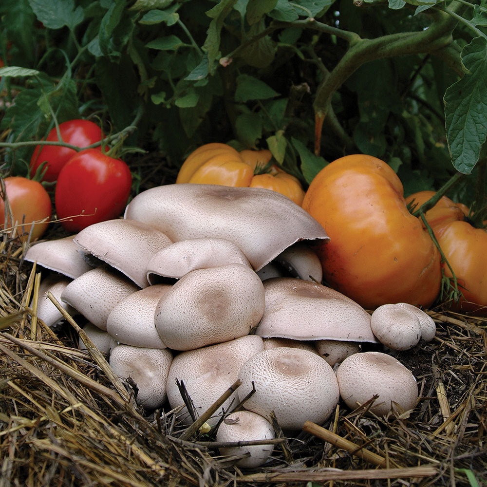 Almond Mushroom - Champignon Agaric Royal