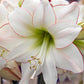 Picotee Amaryllis Bulbs