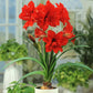 Red Peacock Double Amaryllis Bulbs