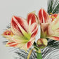 Prancer Prepared Amaryllis Bulbs
