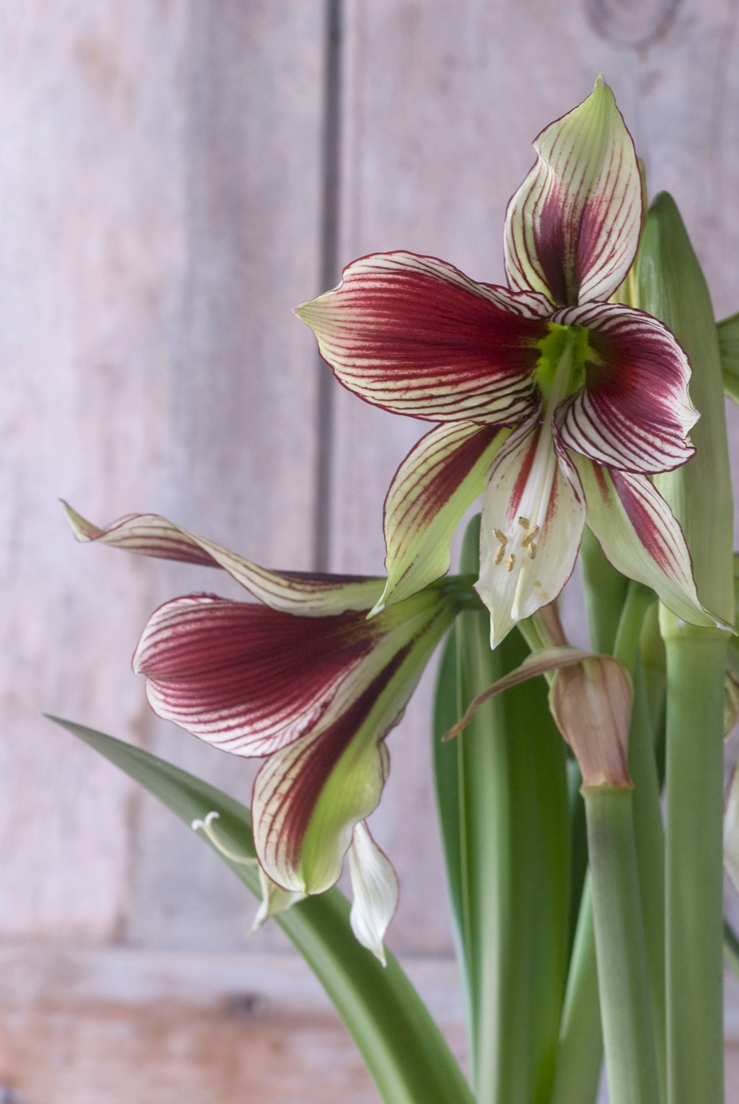 Papillio Amaryllis Bulbs