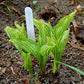 Siberian Tiger Hosta Plant