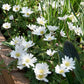White Splendour Blanda Anemone Tubers