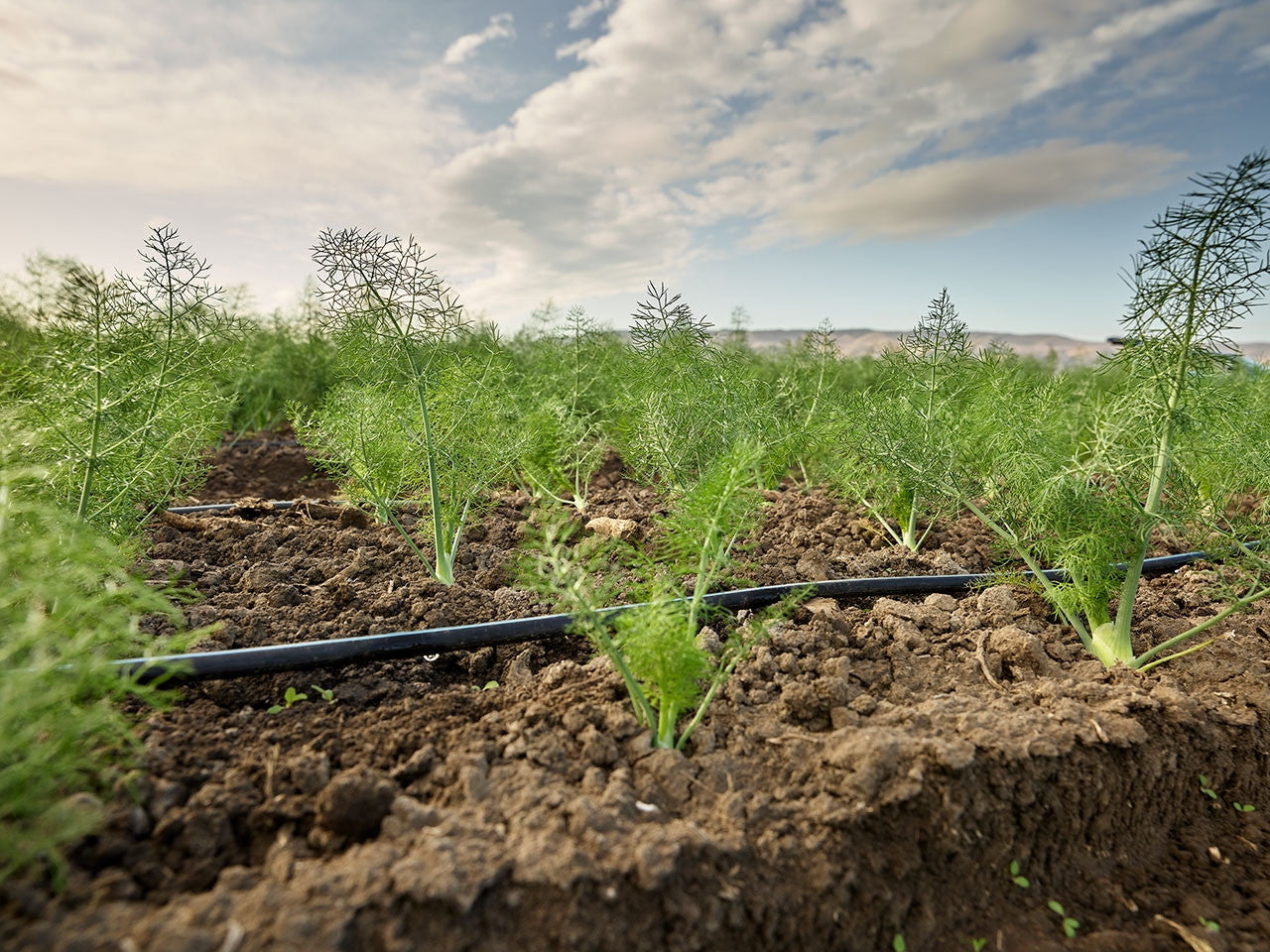 Toro Aqua Traxx Azul® Clog Resistant Drip Tape 0.27 gph, 15 cm Emitter Spacing