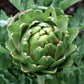 Imperial Star Organic Artichoke Seeds online shopping