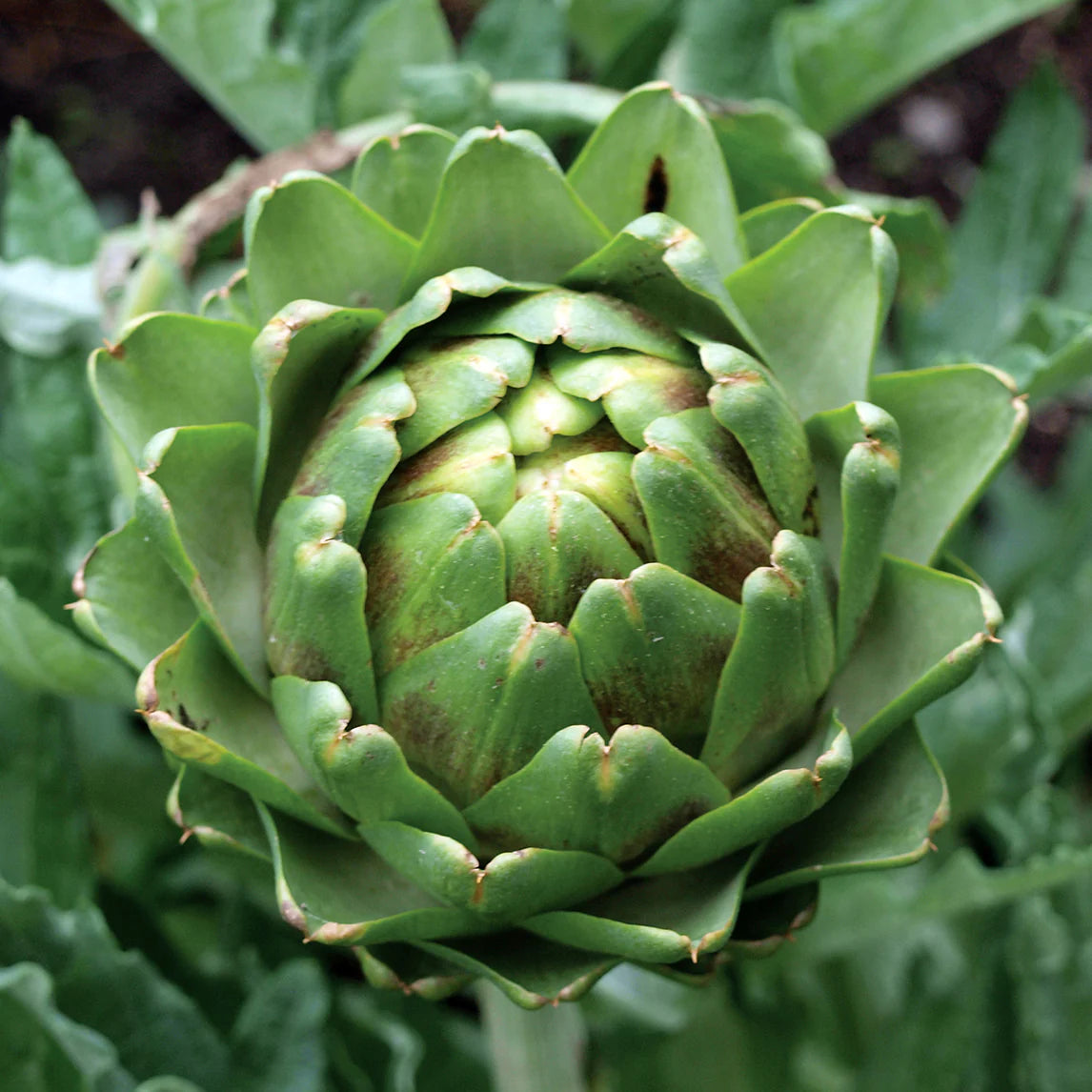 Imperial Star Organic Artichoke Seeds online shopping