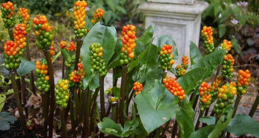 Arum Italicum Bulbs