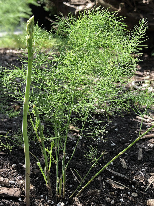 Mary Washington Asparagus