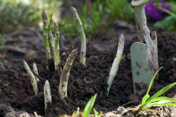 Eclipse Asparagus Plants