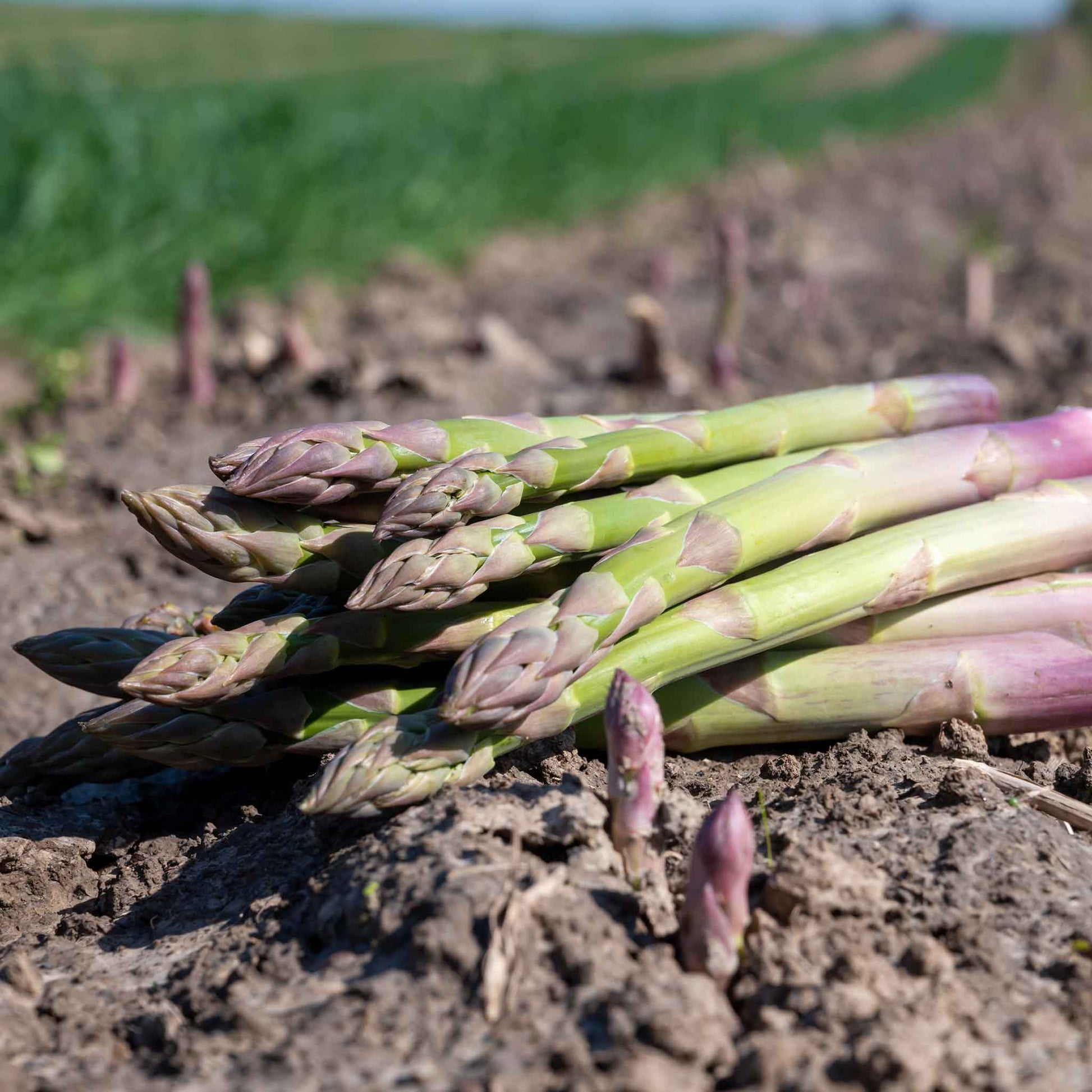 UC157 F2 Asparagus Seeds online shopping