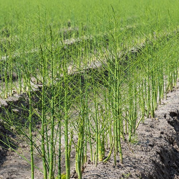 Eclipse Asparagus Plants