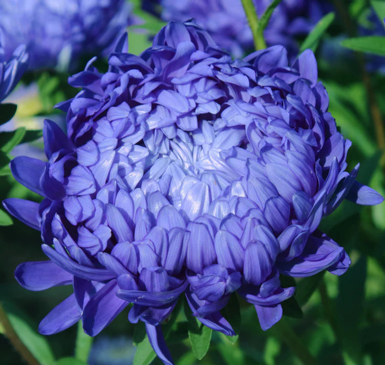 King Size Mid-Blue China Asters Seeds online shopping