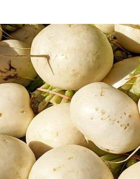 Avalanche Beet Seeds online shopping