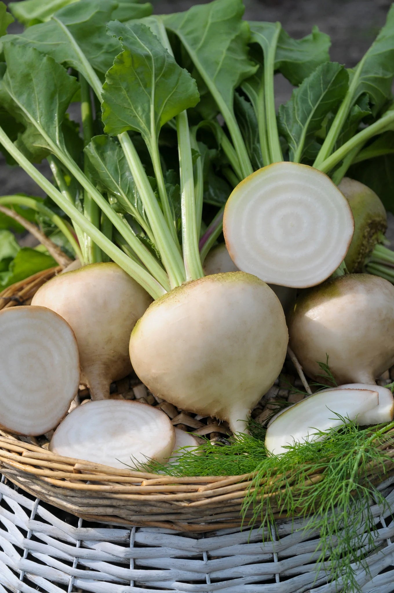 Avalanche Beet Seeds online shopping